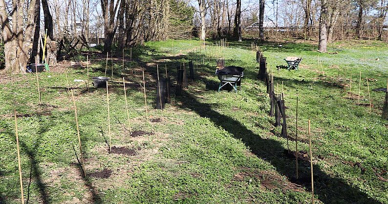 Plantation d'arbres au Parc de Clairefont en février 2026