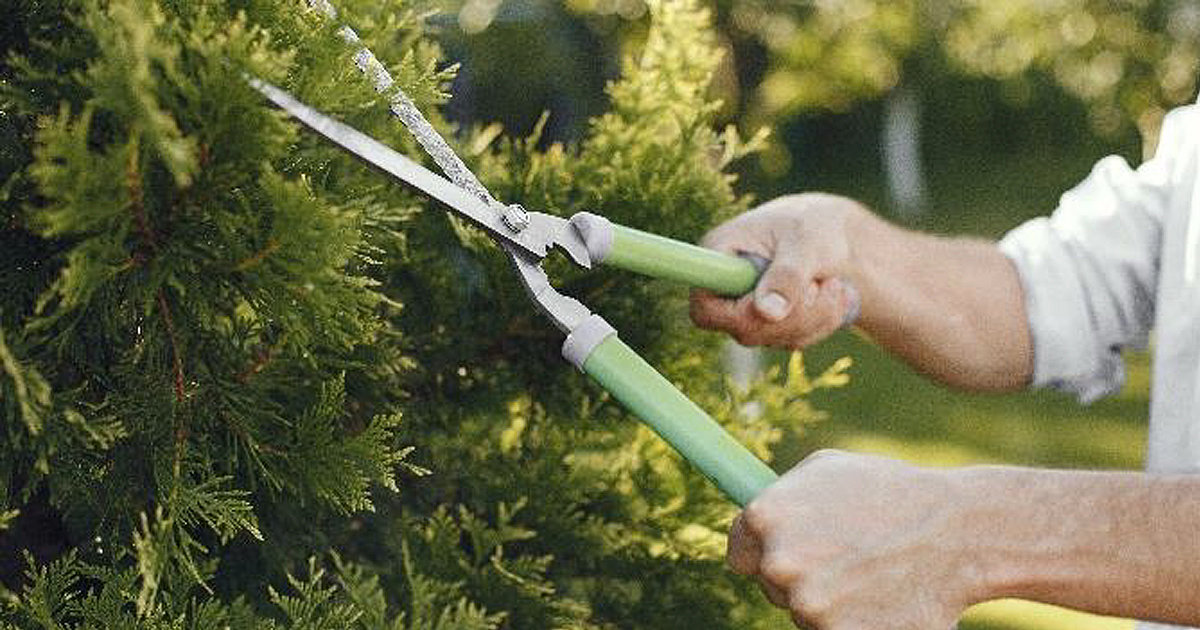 RAMASSAGE DES DÉCHETS VERTS