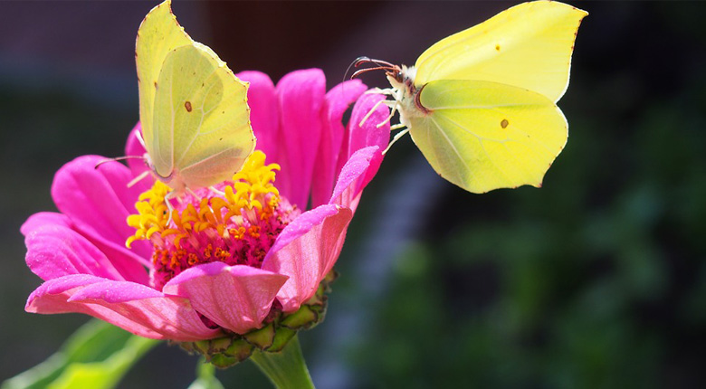 Zinia et papillons butinants